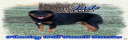 Miniature Australian Shepherd dogs for sale: Jude - Ad 1