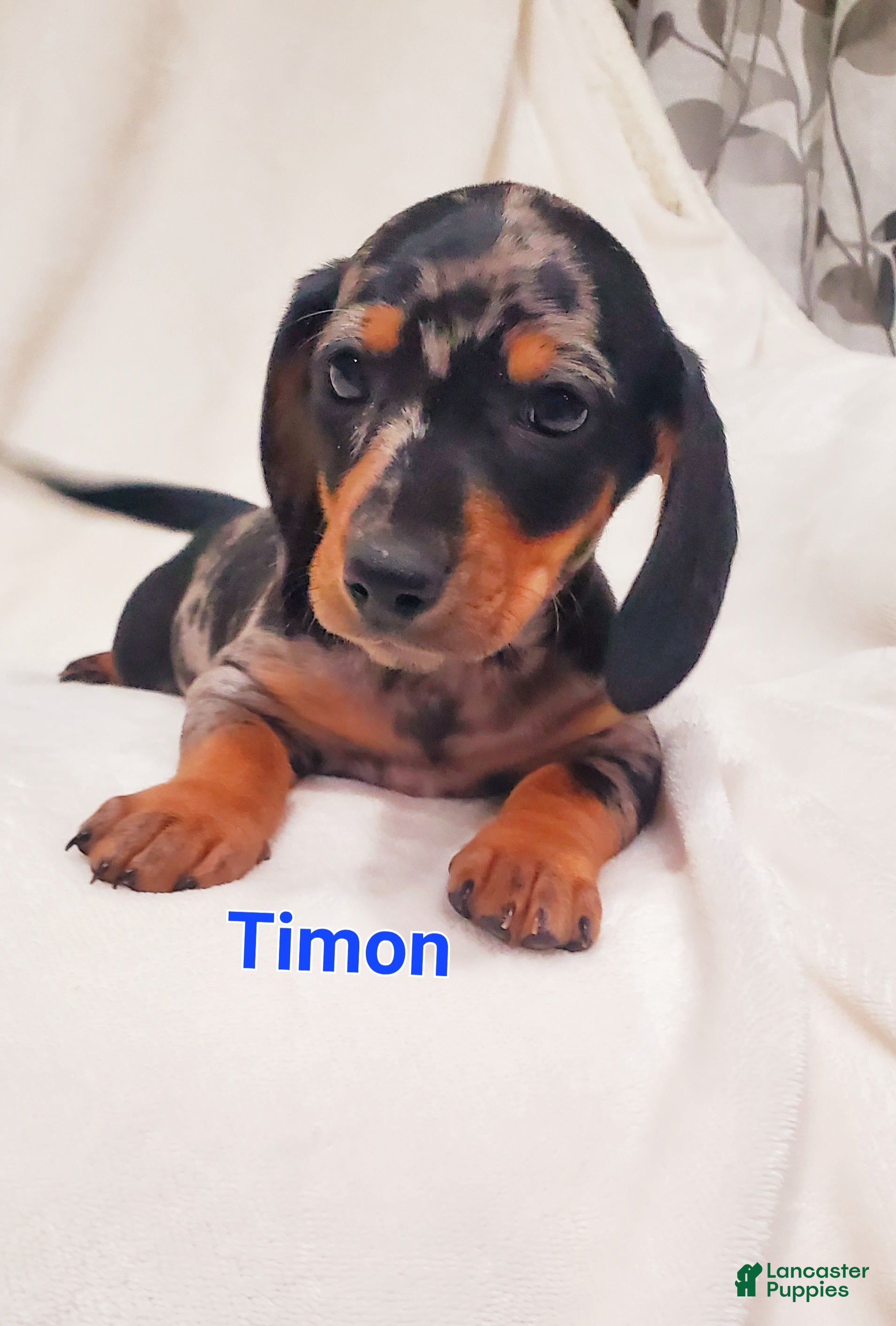 Miniature Dachshund dogs Timon - Ad 22