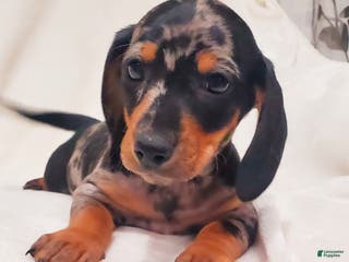 Miniature Dachshund dogs Timon - Ad 25