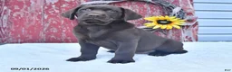Labrador Retriever dogs for sale: Lulu - Ad 4