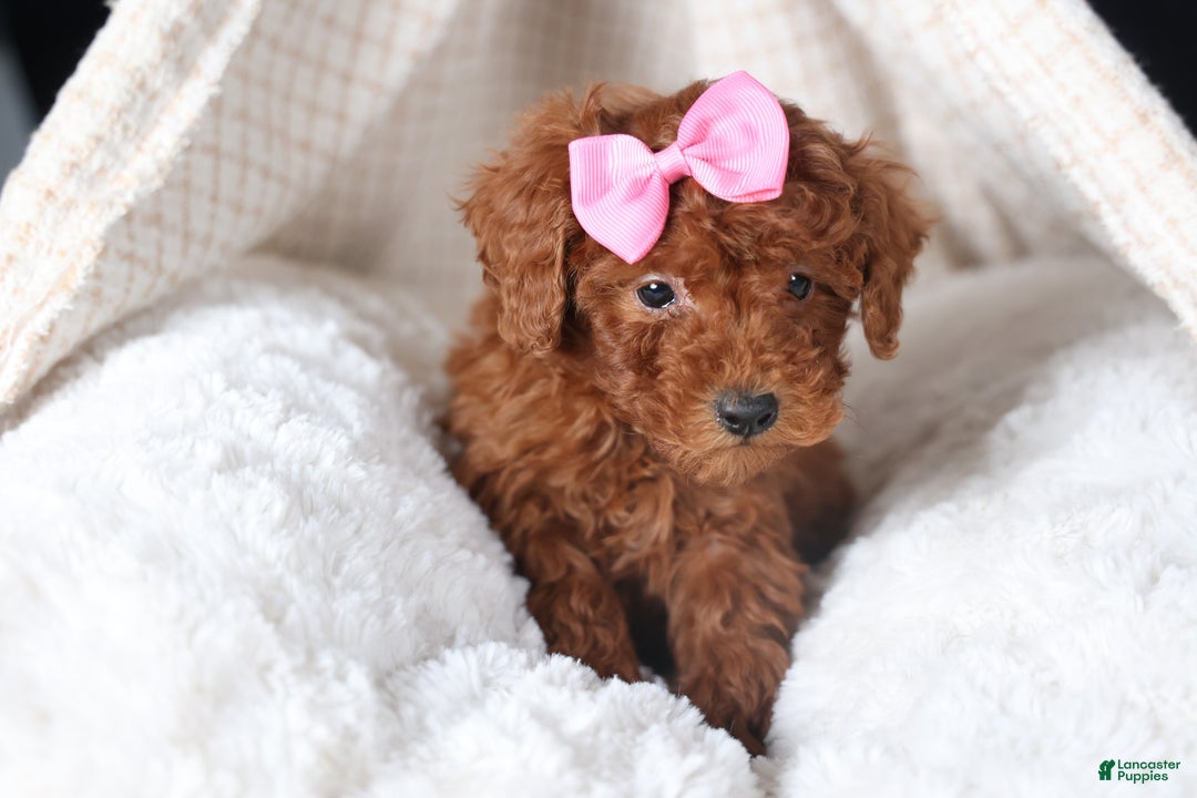 Miniature Poodle dogs for sale: BELLA - Ad 4