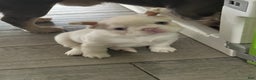 French Bulldog dogs for sale: Lilac and tan platinum fluffy pink carrier  - Ad 6