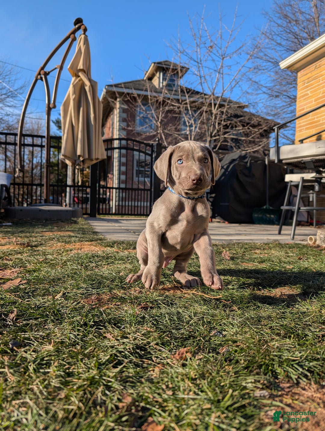 Weimaraner dogs for sale: Pacer - Ad 3