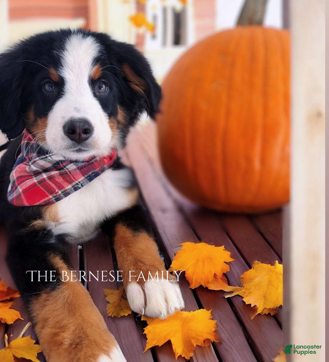 Bernese Mountain Dog dogs for sale: Lucky - Ad 1