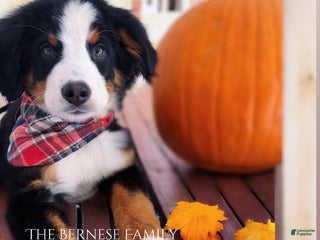 Bernese Mountain Dog dogs Lucky - Ad 30