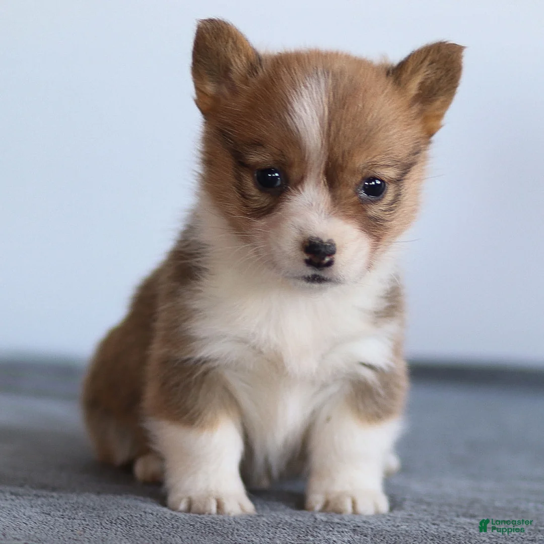 Welsh Corgi Pembroke dogs for sale: Karina Welsh Corgi Pembroke - Ad 16