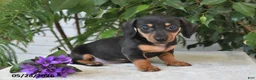 Dachshund dogs for sale: Jubilee - Ad 3