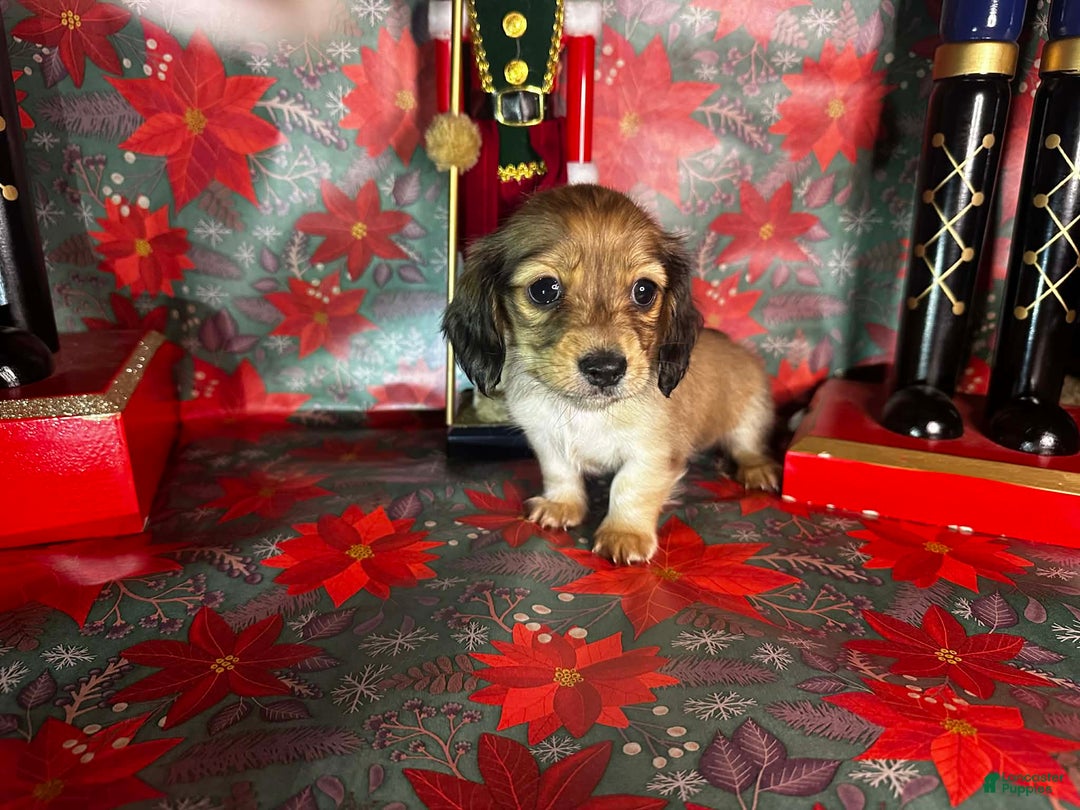 Dachshund dogs for sale: Bugs - Ad 1