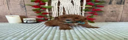 Mini Goldendoodle dogs for sale: Mr. Cloudy - Ad 17