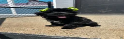 Yorkiepoo dogs for sale: Yorkiepoo 4 - Ad 2