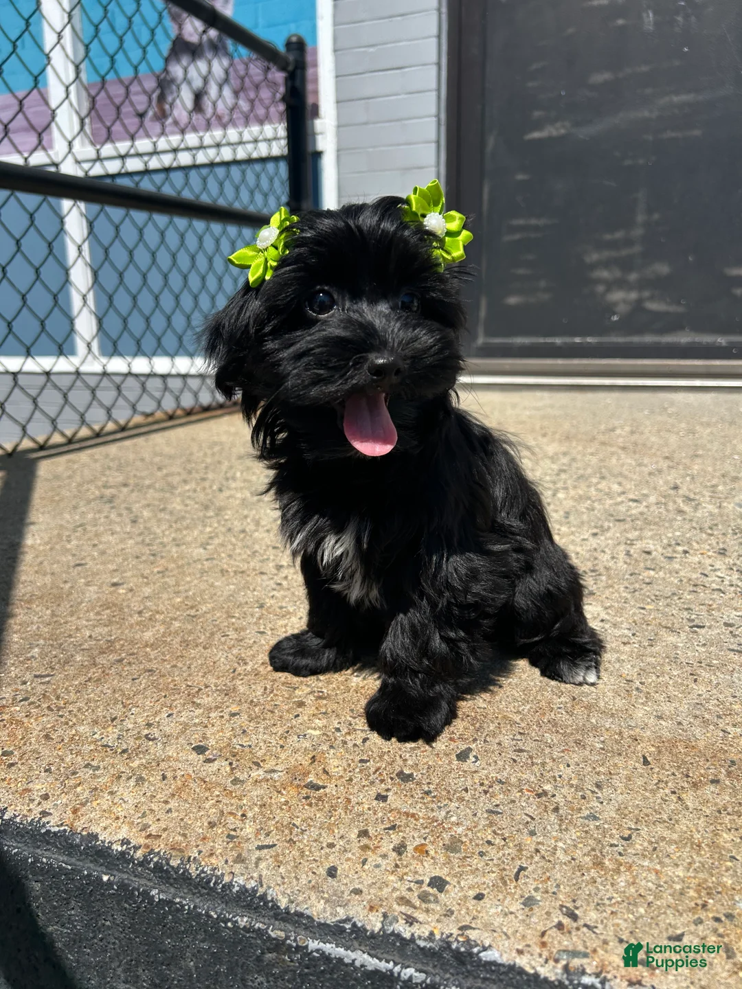 Yorkiepoo dogs for sale: Yorkiepoo 4 - Ad 2