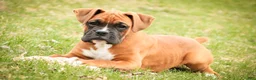 Boxer dogs for sale: Espresso - Ad 4