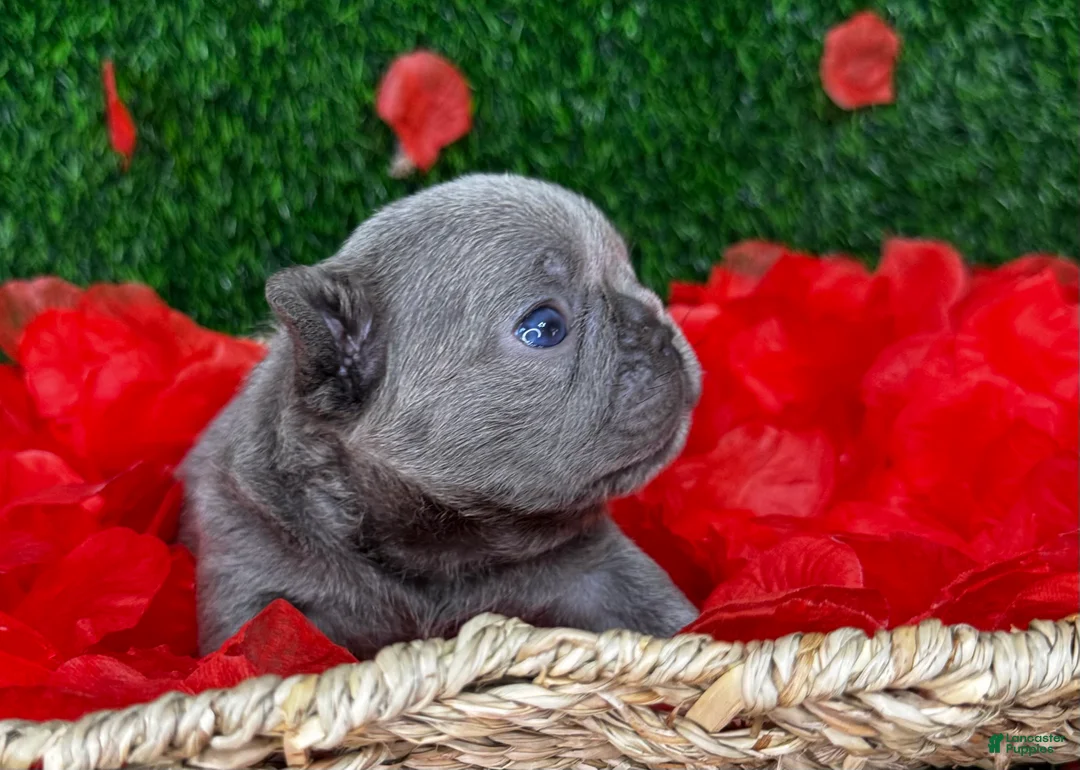 French Bulldog dogs for sale: Truffles  - Ad 8