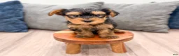 Yorkshire Terrier dogs for sale: Ollie - Ad 1