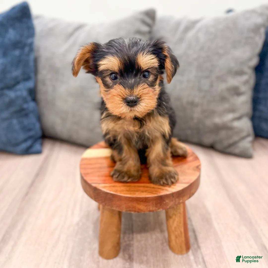 Yorkshire Terrier dogs for sale: Ollie - Ad 1