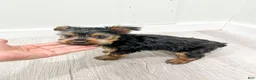 Yorkshire Terrier dogs for sale: Jace - Ad 7