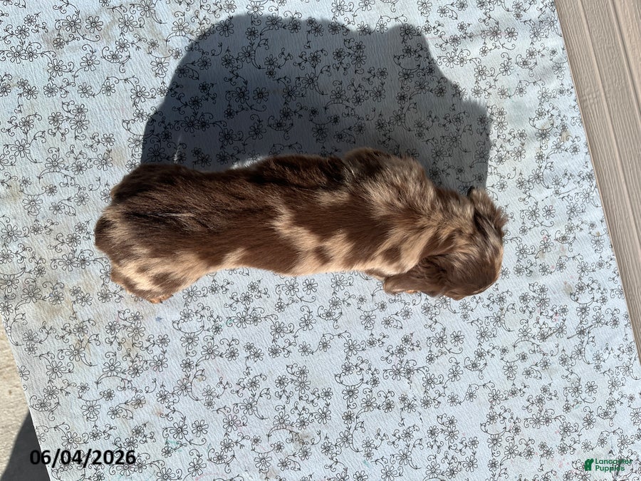 Miniature Dachshund dogs for sale: Freckles - Ad 4