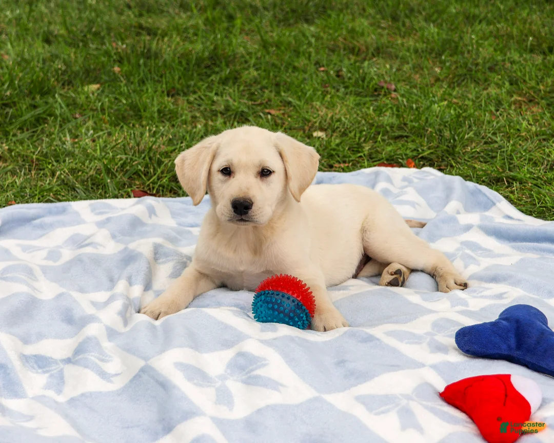 Labrador Retriever dogs for sale: Roger - Ad 1
