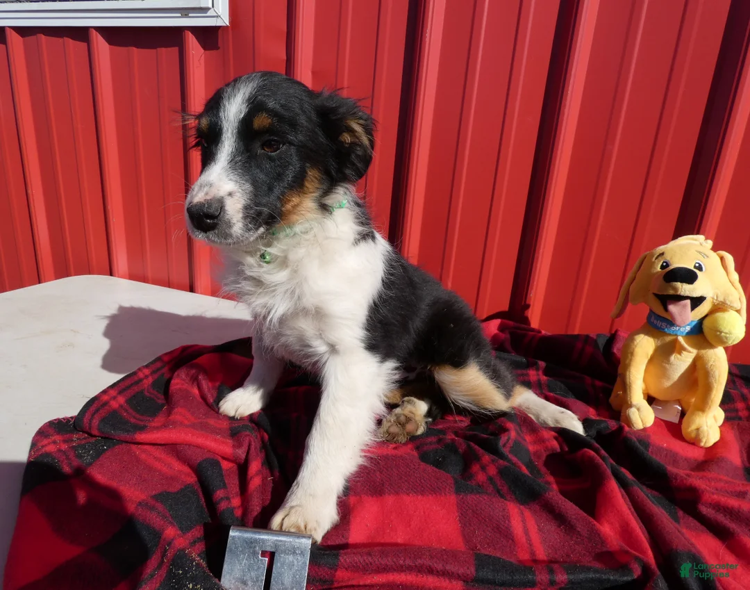 Australian Shepherd dogs for sale: Australian Shepherd Puppy 1 Leon - Ad 2