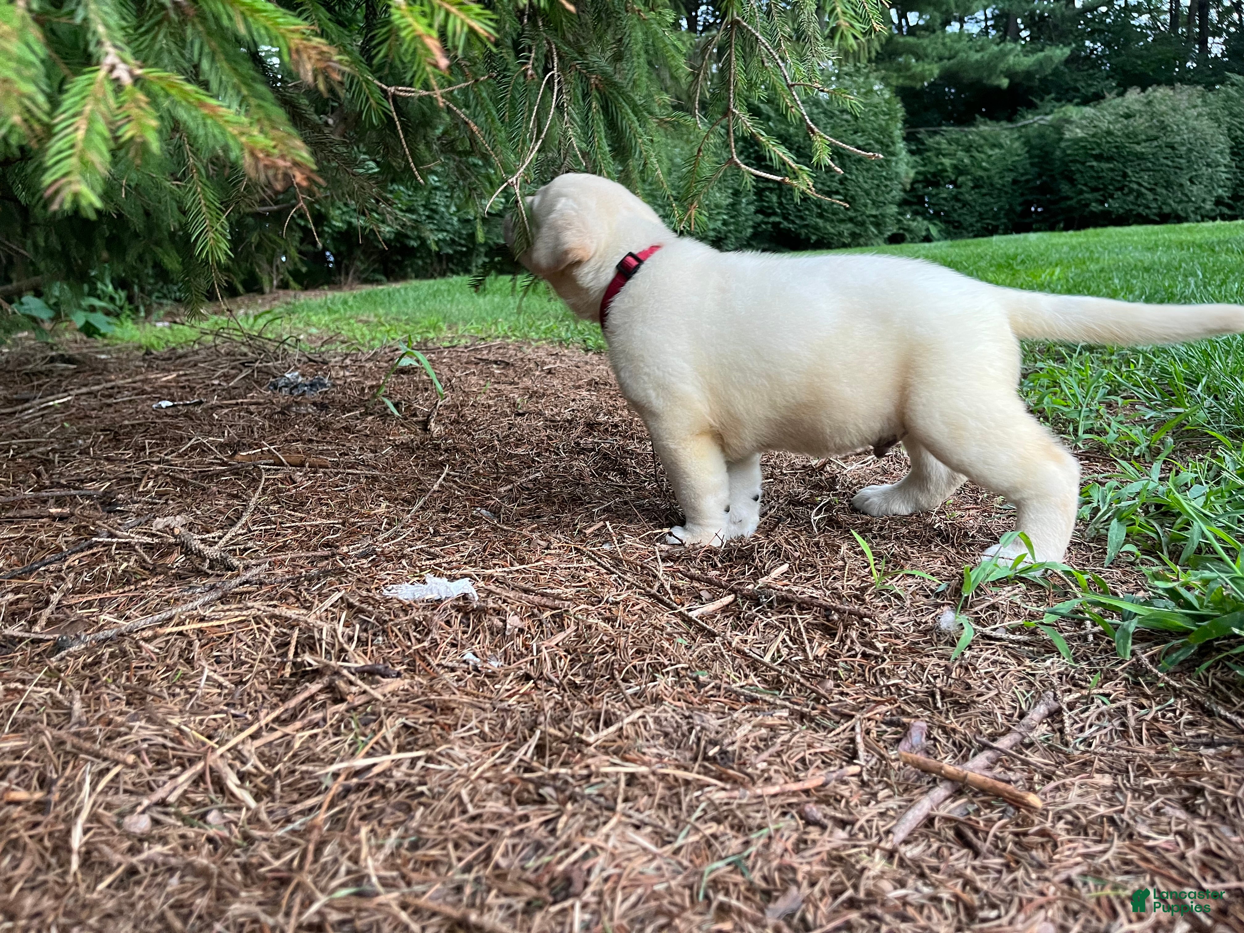 Labrador Retriever dogs Oliver - Ad 2