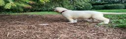 Labrador Retriever dogs for sale: Oliver - Ad 2