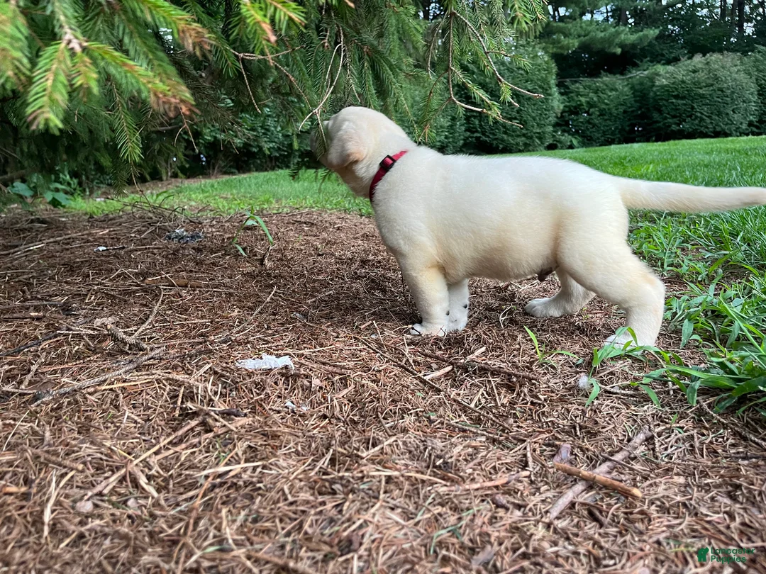 Labrador Retriever dogs for sale: Oliver - Ad 2