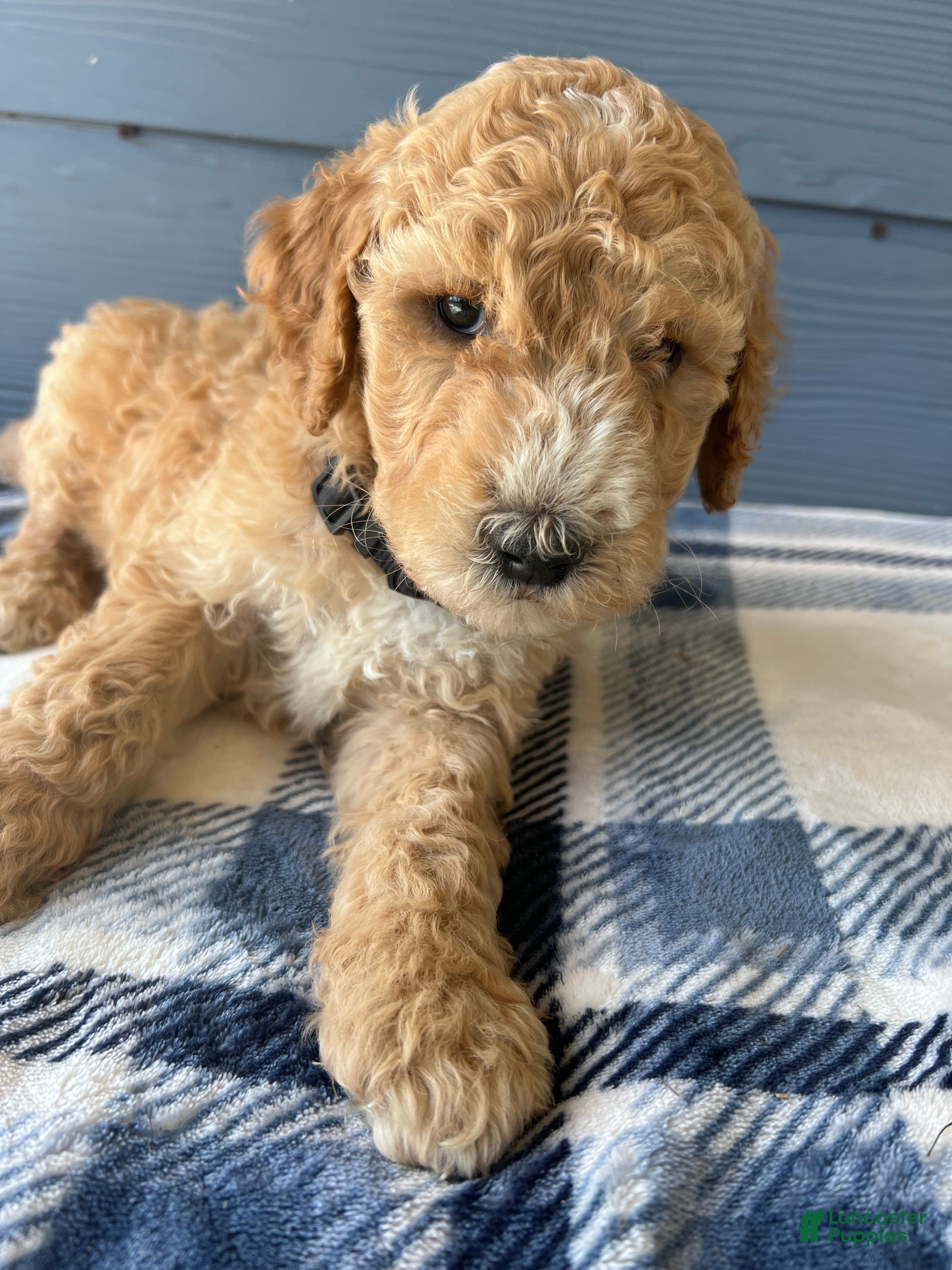 Goldendoodle dogs for sale: Black Boy - Ad 1