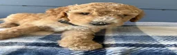 Goldendoodle dogs for sale: Black Boy - Ad 1