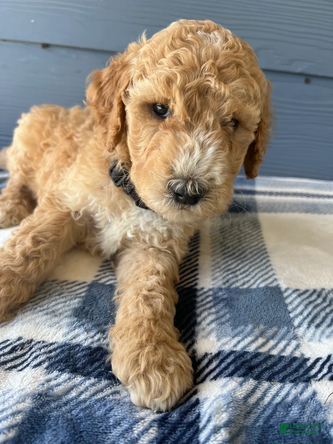Goldendoodle dogs for sale: Black Boy - Ad 1