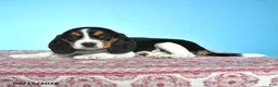 Beagle dogs for sale: Wanda - Ad 3