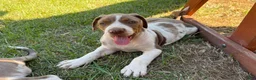 Catahoula Leopard Dog dogs for sale: Benelli “Nelli” - Ad 3