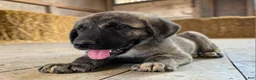 Anatolian Shepherd dogs for sale: Aspen 2026 Female 1 - Ad 5