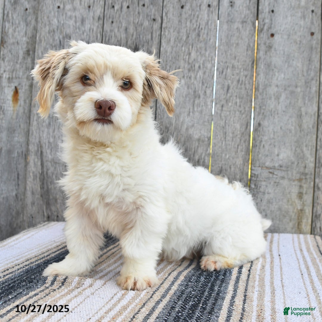 Havanese dogs for sale: Titus  - Ad 1