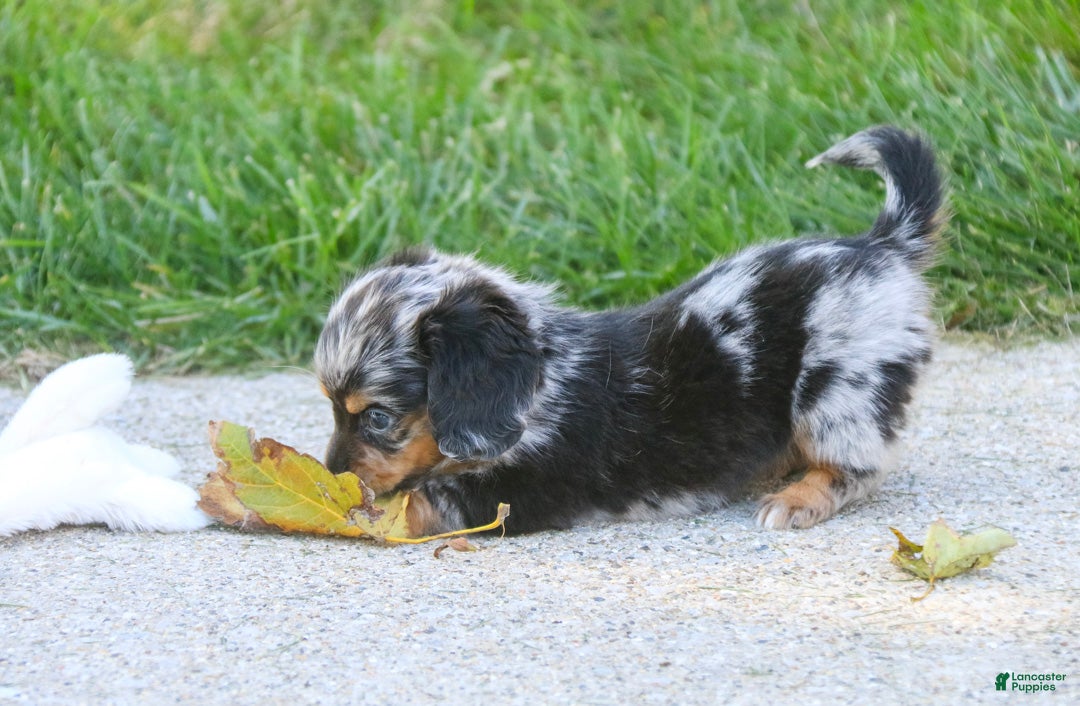 Miniature Dachshund dogs Belle Miniature Dachshund  - Ad 2