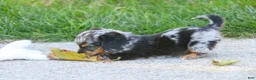 Miniature Dachshund dogs for sale: Belle Miniature Dachshund  - Ad 2