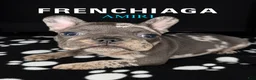 French Bulldog dogs for sale: AMIRI - Ad 1