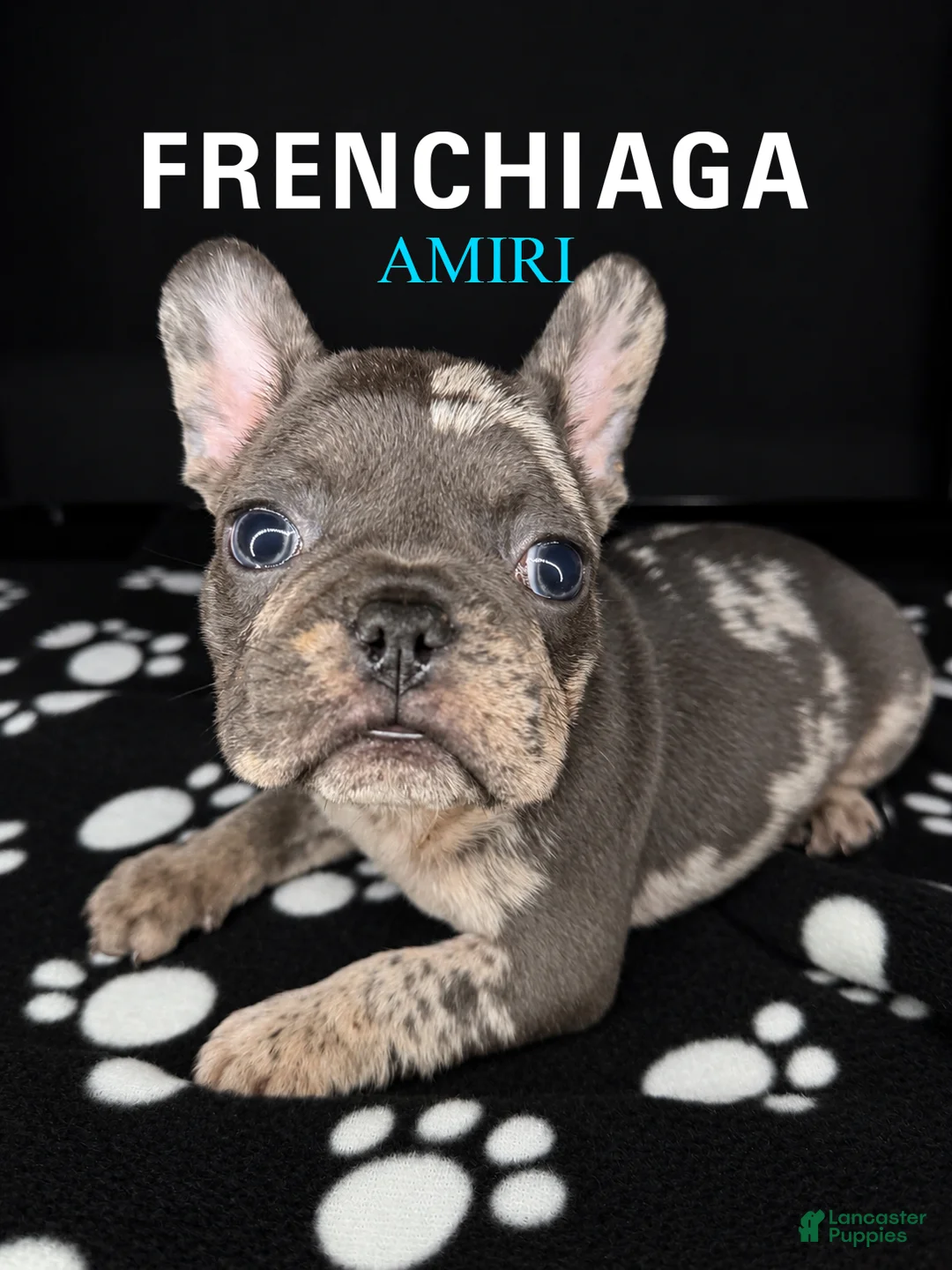 French Bulldog dogs for sale: AMIRI - Ad 1