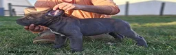 Cane Corso dogs for sale: Axel - Ad 2