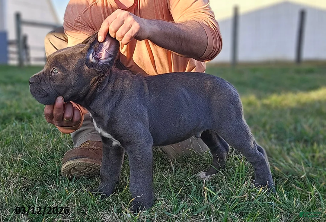 Cane Corso dogs for sale: Axel - Ad 2