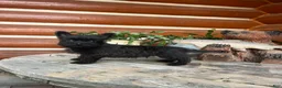 Cairn Terrier dogs for sale: Liam - Ad 3