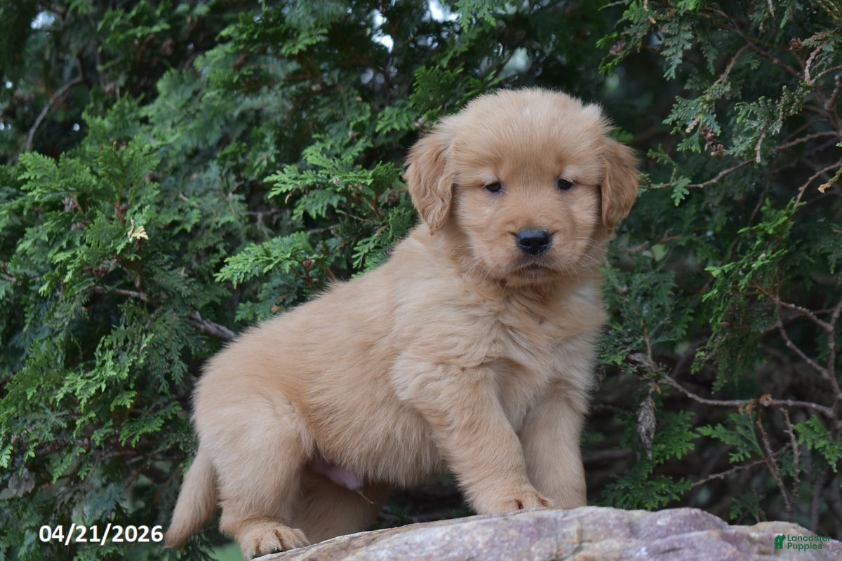 Golden Retriever dogs Nate - Ad 2
