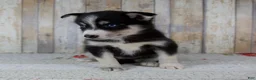 Pomsky dogs for sale: Coco - Ad 5
