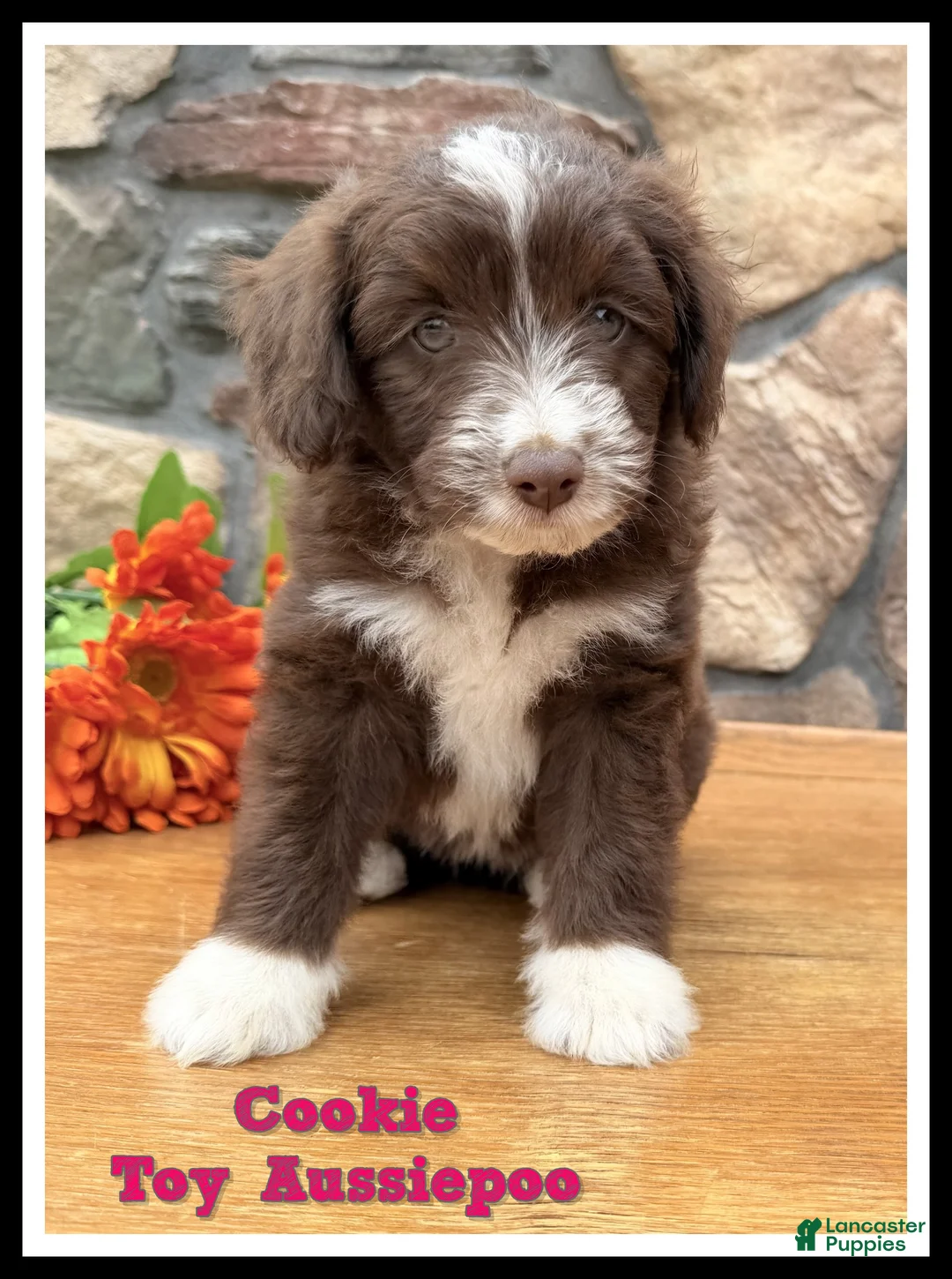 Mixed Breed dogs for sale: Cookie - Ad 1