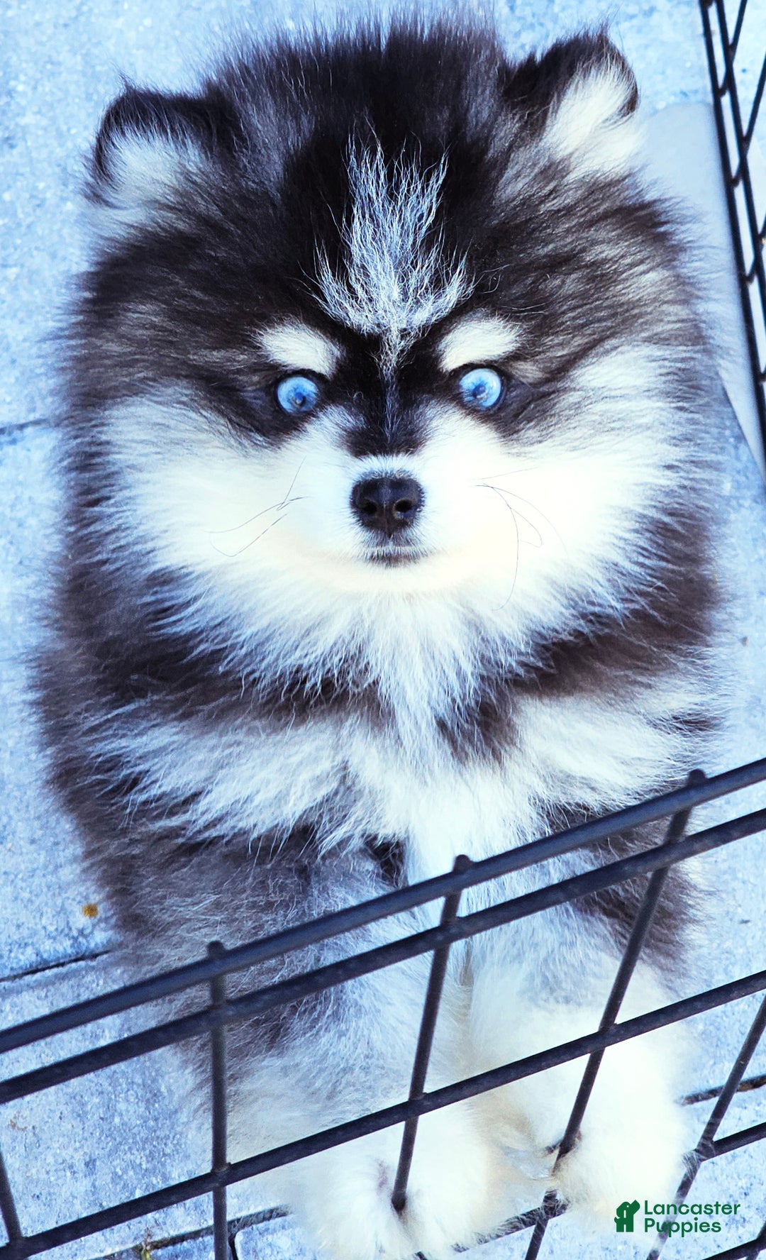 Pomsky dogs for sale: Felicity - Ad 2