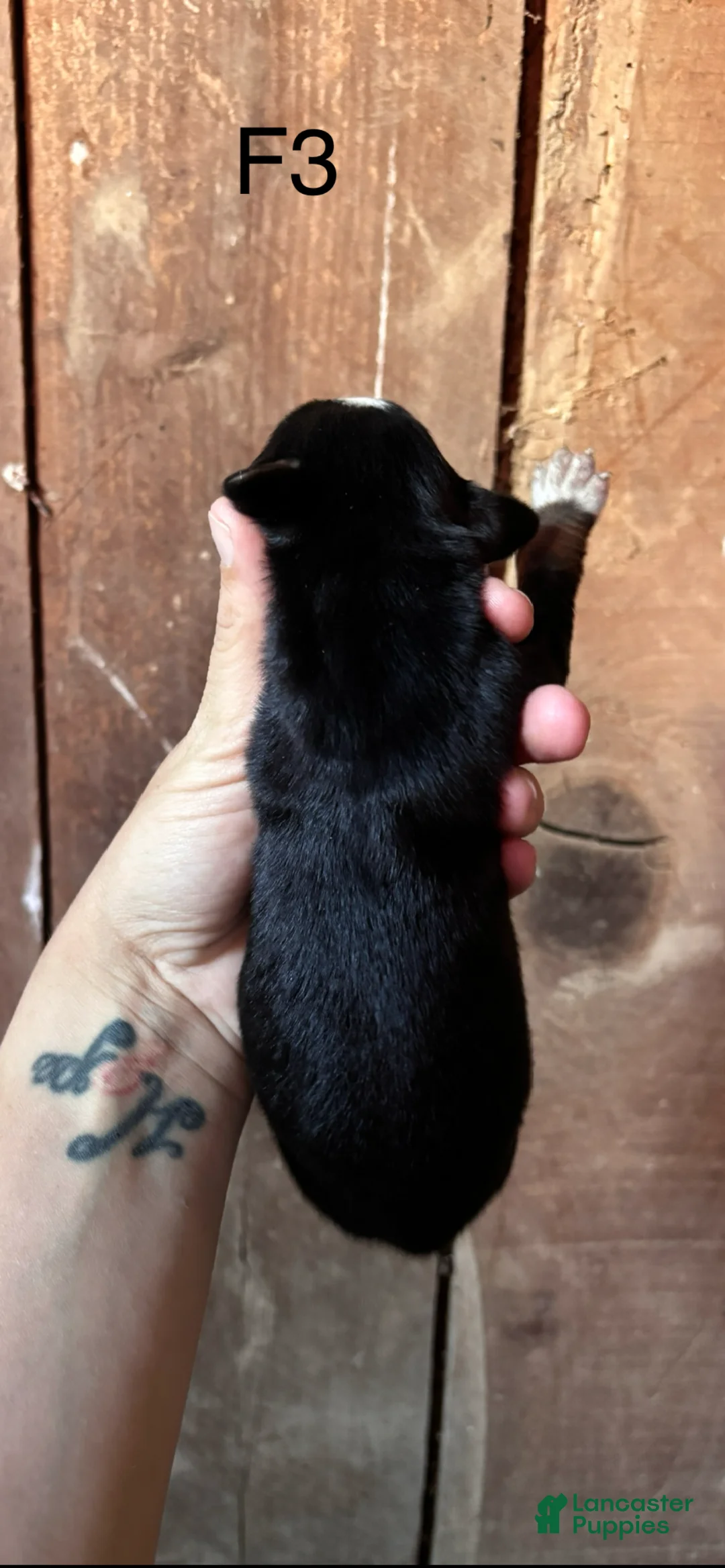 Bernese Mountain Dog dogs for sale: Bernese Mountain Dog f3 - Ad 2