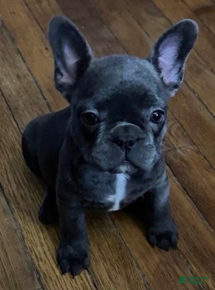 French Bulldog dogs Baby girl - Ad 6