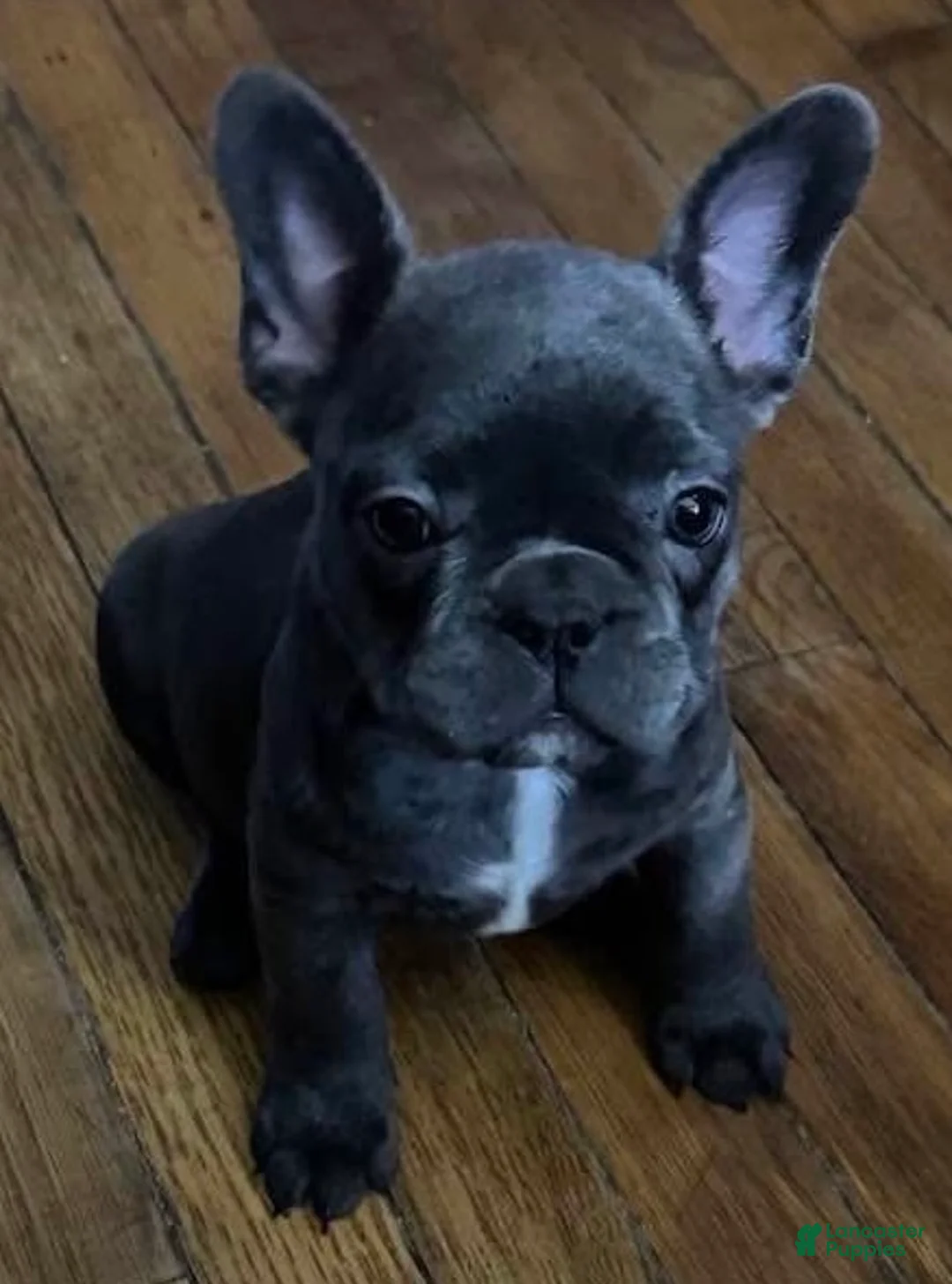 French Bulldog dogs for sale: Baby girl - Ad 1