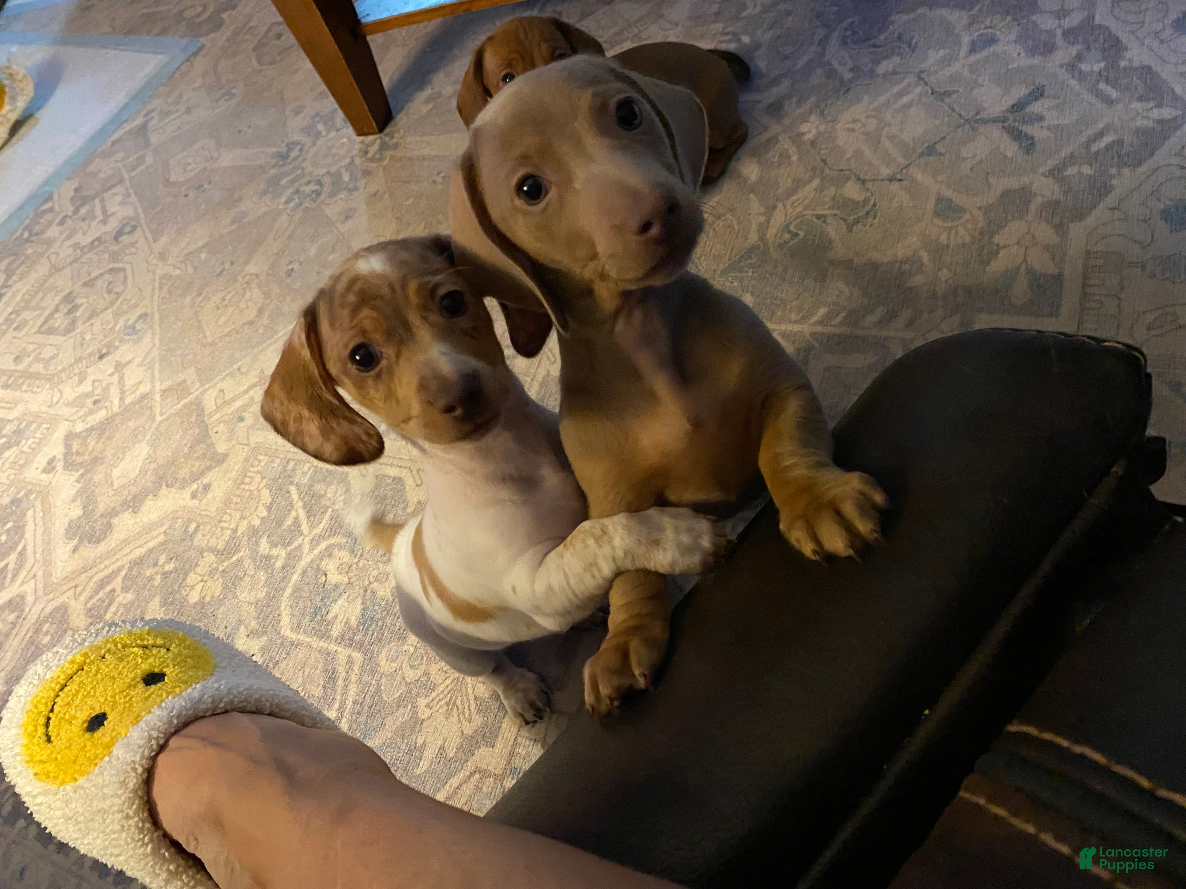 Miniature Dachshund dogs Miniature Dachshund Puppy 2 - Ad 42