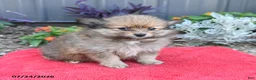 Pomeranian dogs for sale: Hunter - Ad 4