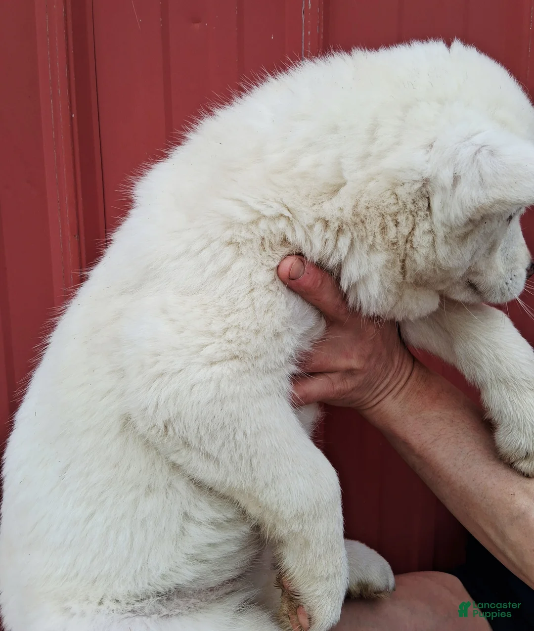 Siberian Husky dogs for sale: Kasper - Ad 3